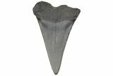 Fossil Broad-Toothed Mako Tooth - South Carolina #214586-1